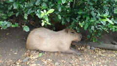 Hydrochoerus isthmius