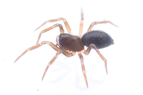 Broad Groove-head Spider