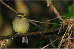 Silvicultrix diadema