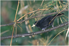 Amblycercus holosericeus