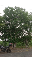 Zanthoxylum rhoifolium