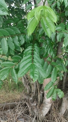 Zanthoxylum rhoifolium