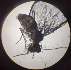 Lachesilla pedicularia