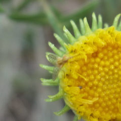 Phthiriinae