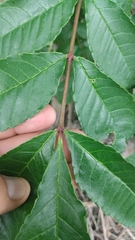 Zanthoxylum rhoifolium