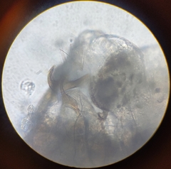 Lachesilla pedicularia