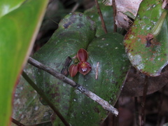 Pleurothallis cordata