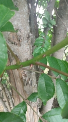 Zanthoxylum rhoifolium