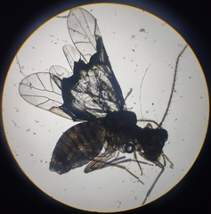 Lachesilla pedicularia