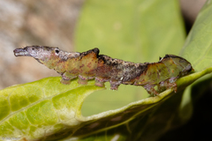 Lepidoptera