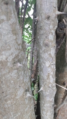 Zanthoxylum rhoifolium