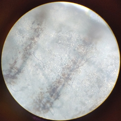 Lachesilla pedicularia