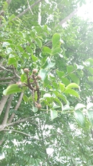 Zanthoxylum rhoifolium