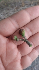 Zanthoxylum rhoifolium