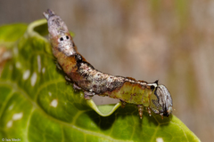 Lepidoptera