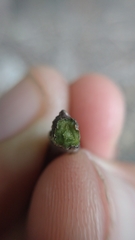 Zanthoxylum rhoifolium