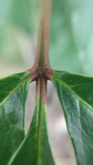 Zanthoxylum rhoifolium