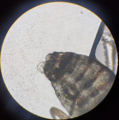 Lachesilla pedicularia