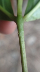 Zanthoxylum rhoifolium