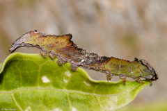 Lepidoptera