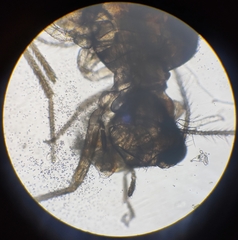 Lachesilla pedicularia