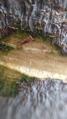 Zanthoxylum rhoifolium