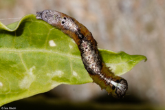 Lepidoptera
