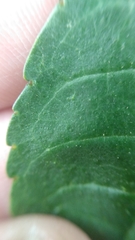 Zanthoxylum rhoifolium