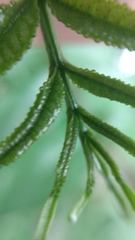 Zanthoxylum rhoifolium