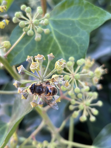 Unknown species found near SE Derby St, Pullman, WA, US