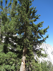 Pinus balfouriana austrina