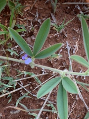 Ptycholobium contortum