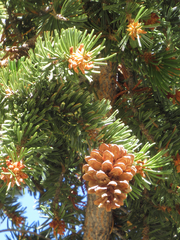 Pinus balfouriana austrina