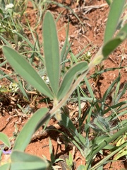 Ptycholobium contortum