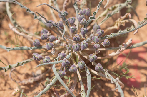 Euphorbia hadramautica, photograph 4