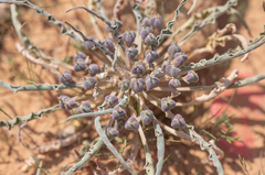 Euphorbia hadramautica, photograph Morten Ross, CC BY, iNaturalist via GBIF