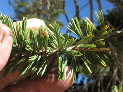 Pinus balfouriana austrina