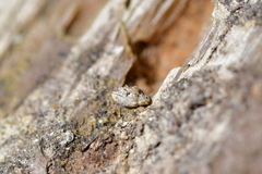 Aneuma compta