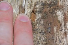 Aneuma compta