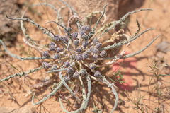 Euphorbia hadramautica, photograph Morten Ross, CC BY, iNaturalist via GBIF