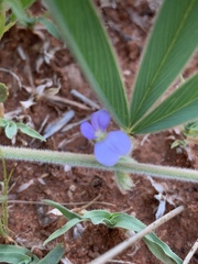 Ptycholobium contortum