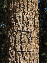 Pinus balfouriana austrina