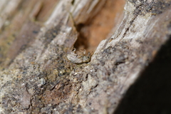 Aneuma compta