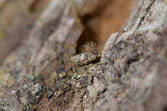 Aneuma compta