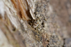 Aneuma compta