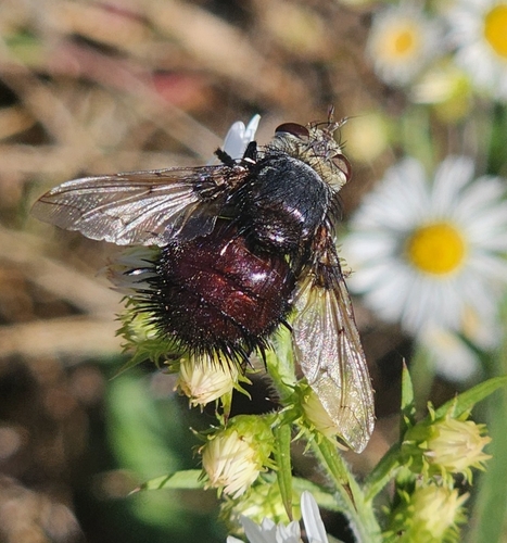 Unknown species found near Larksville, PA 18651, USA