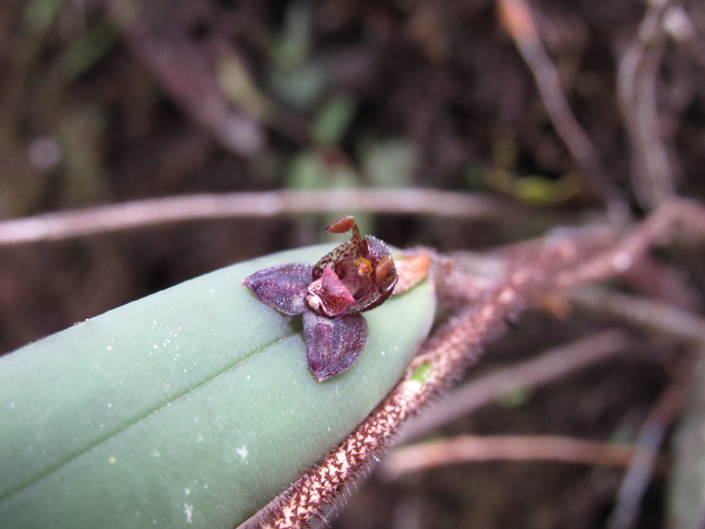 Myoxanthus cimex