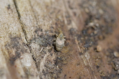 Aneuma compta