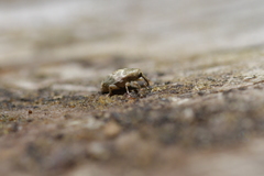 Aneuma compta