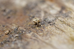 Aneuma compta